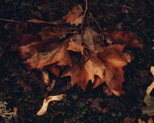 Preview wallpaper maple, leaves, autumn, grass, foliage