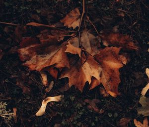 Preview wallpaper maple, leaves, autumn, grass, foliage
