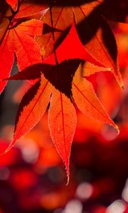 Preview wallpaper maple, leaves, autumn, branch, red