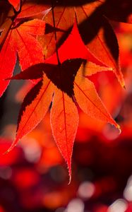Preview wallpaper maple, leaves, autumn, branch, red