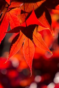 Preview wallpaper maple, leaves, autumn, branch, red