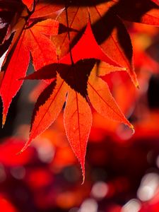 Preview wallpaper maple, leaves, autumn, branch, red