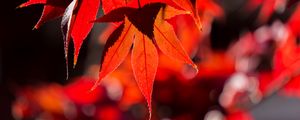 Preview wallpaper maple, leaves, autumn, branch, red