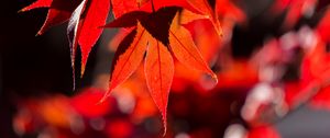 Preview wallpaper maple, leaves, autumn, branch, red