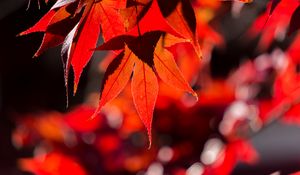 Preview wallpaper maple, leaves, autumn, branch, red