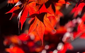 Preview wallpaper maple, leaves, autumn, branch, red