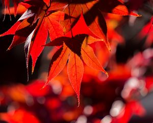 Preview wallpaper maple, leaves, autumn, branch, red