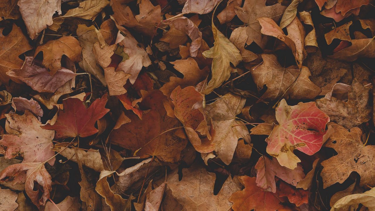Wallpaper maple, leaves, autumn, dry