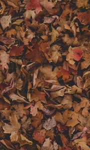 Preview wallpaper maple, leaves, autumn, dry