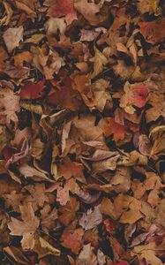 Preview wallpaper maple, leaves, autumn, dry