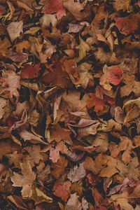 Preview wallpaper maple, leaves, autumn, dry