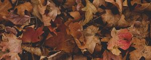 Preview wallpaper maple, leaves, autumn, dry