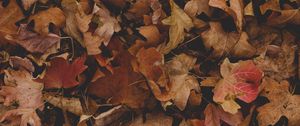 Preview wallpaper maple, leaves, autumn, dry