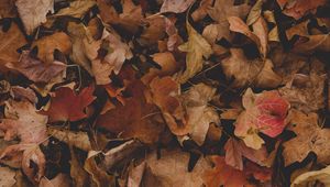Preview wallpaper maple, leaves, autumn, dry