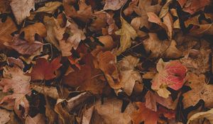Preview wallpaper maple, leaves, autumn, dry