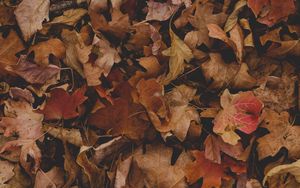 Preview wallpaper maple, leaves, autumn, dry