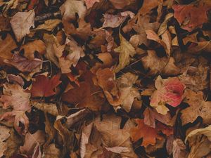 Preview wallpaper maple, leaves, autumn, dry