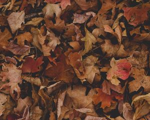 Preview wallpaper maple, leaves, autumn, dry