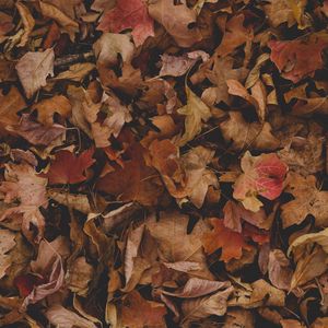 Preview wallpaper maple, leaves, autumn, dry
