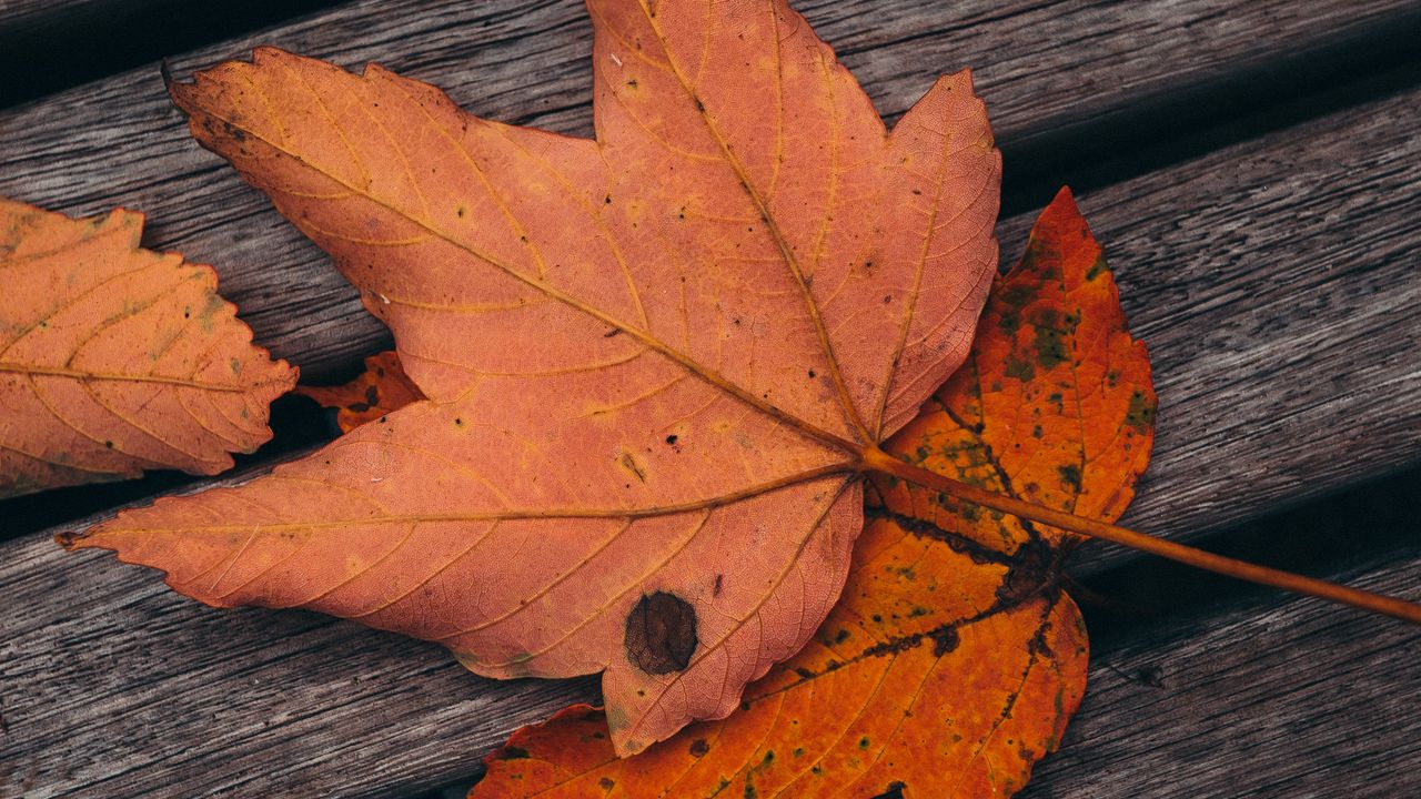 Wallpaper maple, leaves, autumn, boards, wooden