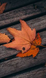 Preview wallpaper maple, leaves, autumn, boards, wooden