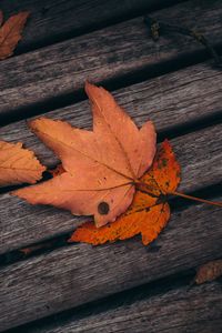 Preview wallpaper maple, leaves, autumn, boards, wooden