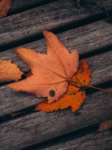 Preview wallpaper maple, leaves, autumn, boards, wooden