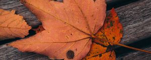 Preview wallpaper maple, leaves, autumn, boards, wooden