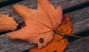 Preview wallpaper maple, leaves, autumn, boards, wooden