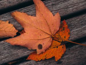 Preview wallpaper maple, leaves, autumn, boards, wooden