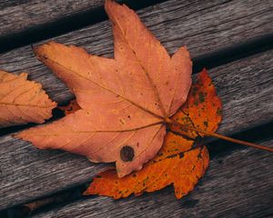 Preview wallpaper maple, leaves, autumn, boards, wooden