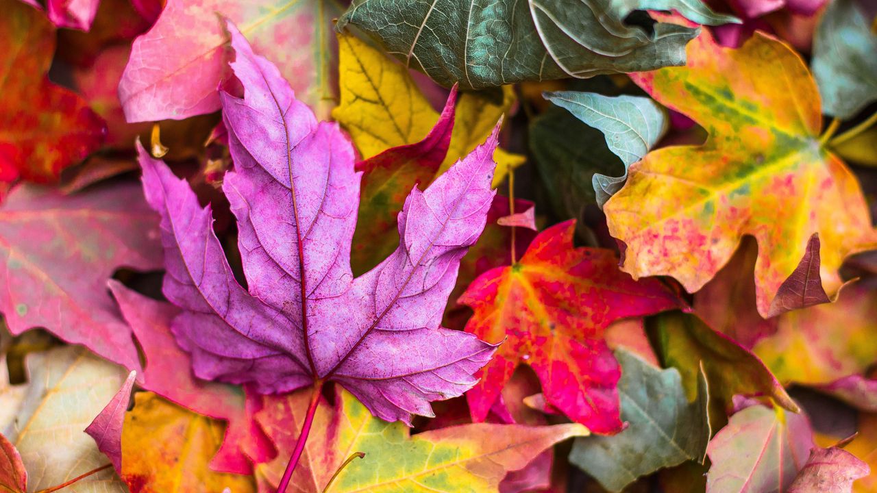 Wallpaper maple, leaves, autumn, colorful, macro