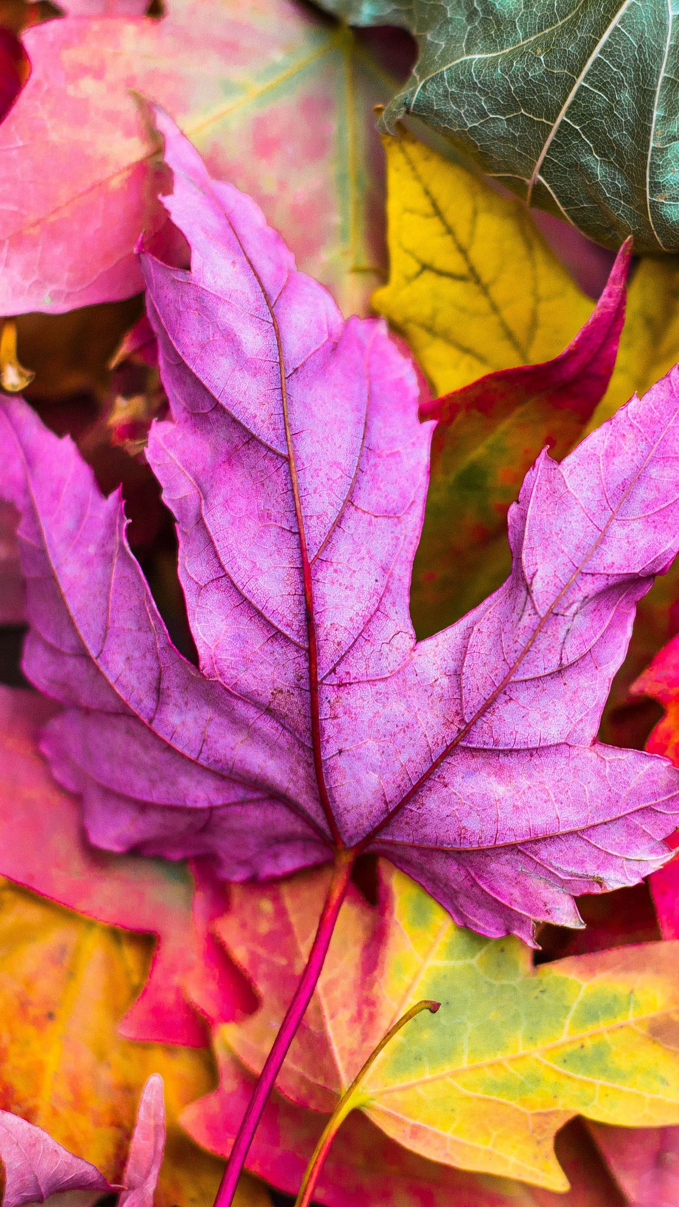 Download Wallpaper 1350x2400 Maple Leaves Autumn Colorful Macro