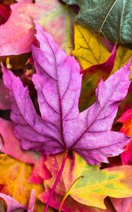 Preview wallpaper maple, leaves, autumn, colorful, macro