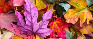 Preview wallpaper maple, leaves, autumn, colorful, macro