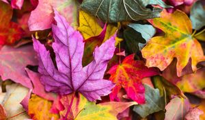 Preview wallpaper maple, leaves, autumn, colorful, macro