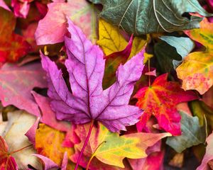 Preview wallpaper maple, leaves, autumn, colorful, macro