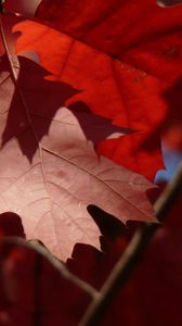 Preview wallpaper maple, leaves, autumn