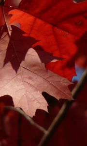 Preview wallpaper maple, leaves, autumn