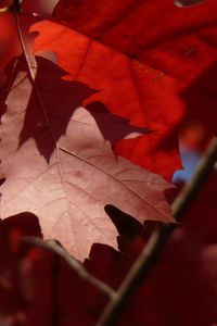 Preview wallpaper maple, leaves, autumn