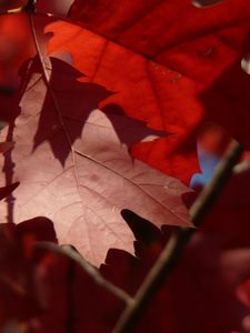 Preview wallpaper maple, leaves, autumn