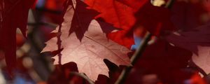 Preview wallpaper maple, leaves, autumn