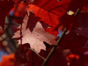 Preview wallpaper maple, leaves, autumn