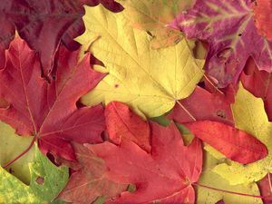 Preview wallpaper maple, leaves, autumn