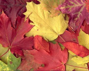 Preview wallpaper maple, leaves, autumn