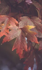 Preview wallpaper maple leaves, autumn, blur, leaves, maple