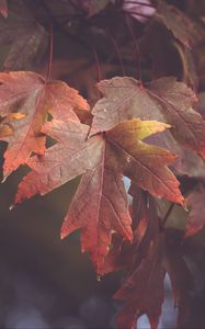 Preview wallpaper maple leaves, autumn, blur, leaves, maple