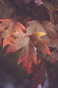 Preview wallpaper maple leaves, autumn, blur, leaves, maple