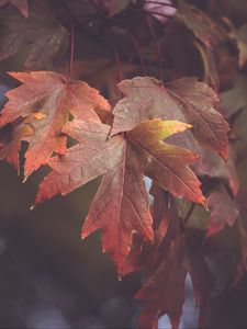 Preview wallpaper maple leaves, autumn, blur, leaves, maple