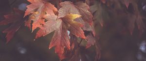 Preview wallpaper maple leaves, autumn, blur, leaves, maple